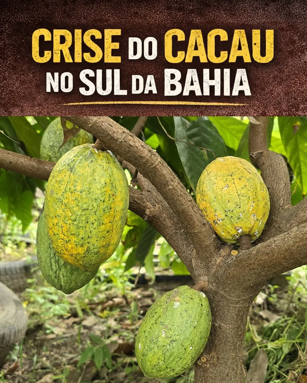 CRISE DO CACAU - Se produzir cacau se torna inviável, o que restará para a região?