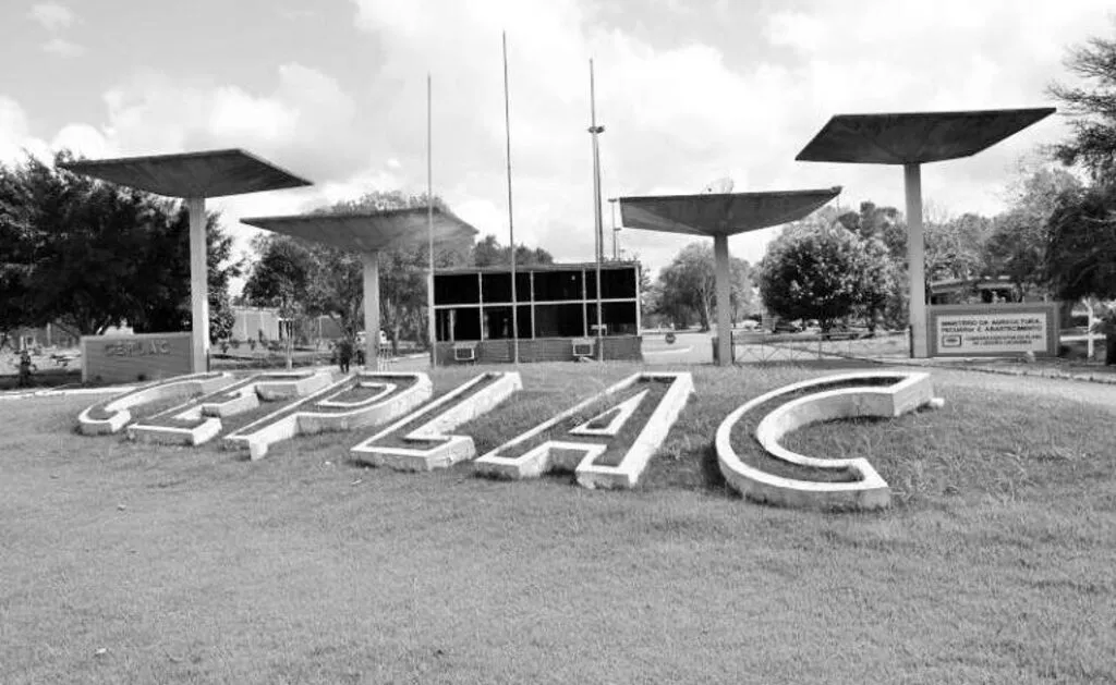 A CEPLAC foi financiada pelo cacau — e o maior beneficiário foi o Estado