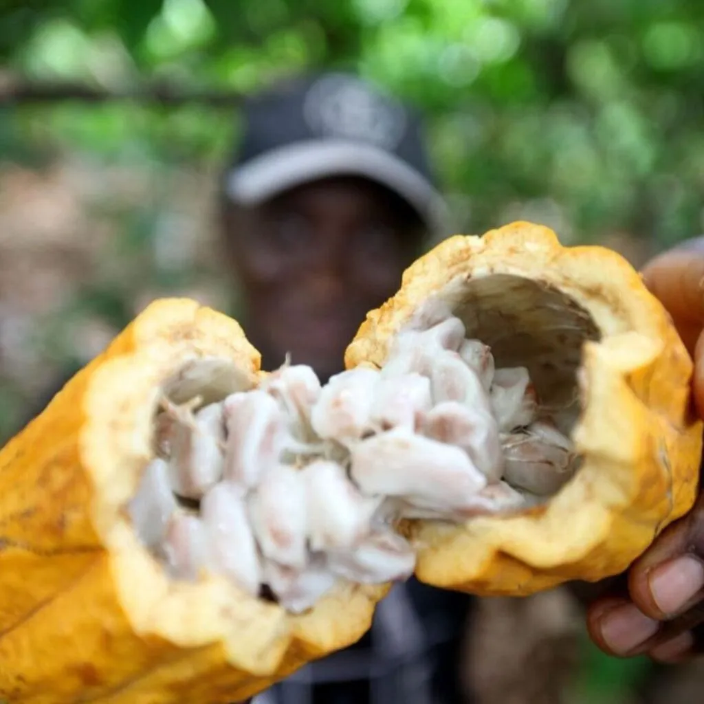 Escassez de mão-de-obra ameaça o futuro do cacau no sul da Bahia