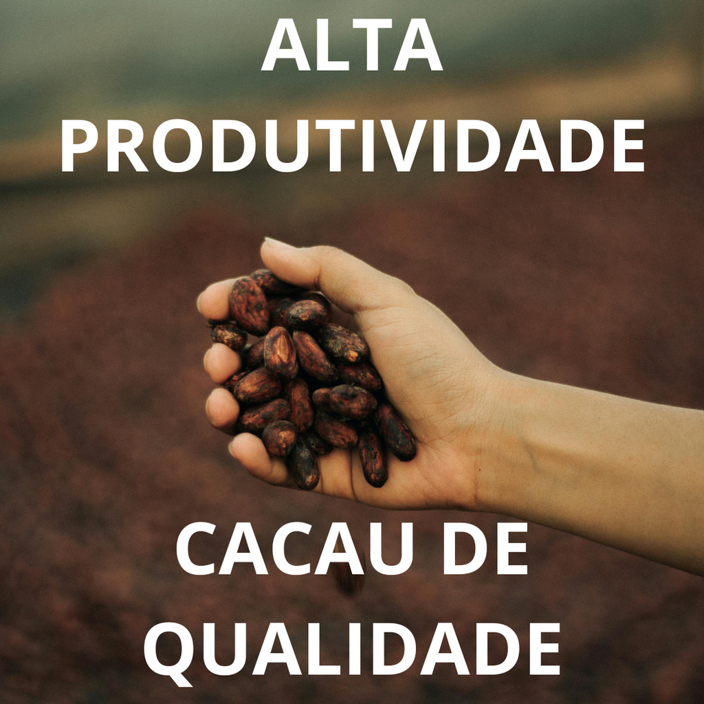 CACAU DE QUALIDADE E ALTA PRODUTIVIDADE: caminhos possíveis para a cacauicultura